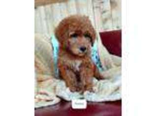 Labradoodle Puppy for sale in Chewelah, WA, USA