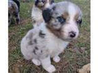 Australian Shepherd Puppy for sale in Lincoln, NE, USA