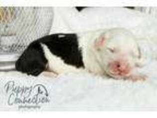 Old English Sheepdog Puppy for sale in Goshen, IN, USA