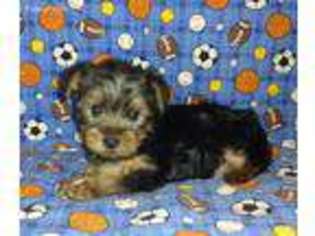 Mutt Puppy for sale in Lower Salem, OH, USA