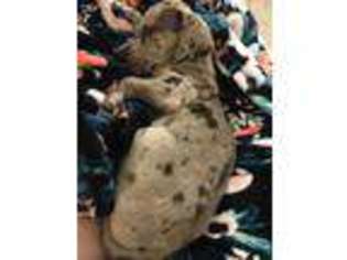 Great Dane Puppy for sale in Salina, KS, USA