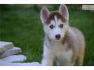 Siberian Husky Puppy for sale in Champaign, IL, USA