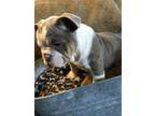 Bulldog Puppy for sale in Mineola, TX, USA
