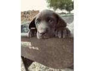 Labrador Retriever Puppy for sale in Fredonia, KS, USA