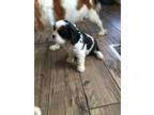 Cavalier King Charles Spaniel Puppy for sale in Kingsland, TX, USA