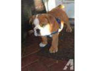 Bulldog Puppy for sale in LA PORTE, TX, USA