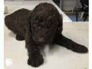Labradoodle Puppy for sale in Everett, WA, USA