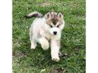 Alaskan Malamute Puppy for sale in Shelbyville, TN, USA