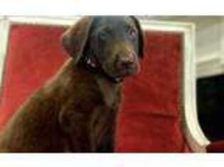 Labrador Retriever Puppy for sale in Thomson, GA, USA