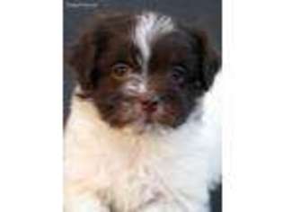 Havanese Puppy for sale in Wilson, NY, USA