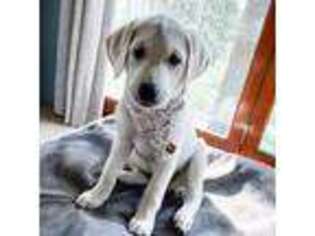 Labrador Retriever Puppy for sale in Belgrade, MT, USA