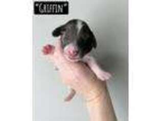 Dachshund Puppy for sale in Franklin, GA, USA