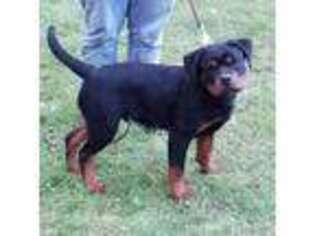 Rottweiler Puppy for sale in Clifton Park, NY, USA
