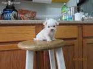 Maltese Puppy for sale in Poplar Bluff, MO, USA