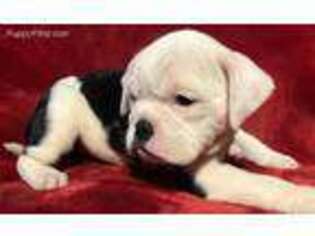 Miniature Bulldog Puppy for sale in Enfield, CT, USA