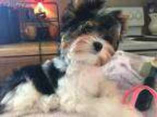 Biewer Terrier Puppy for sale in La Grange, NC, USA