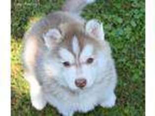 Siberian Husky Puppy for sale in Manns Choice, PA, USA