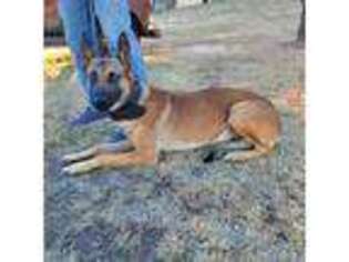 Belgian Malinois Puppy for sale in Miami, TX, USA