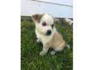 Mutt Puppy for sale in Mount Pleasant, MI, USA