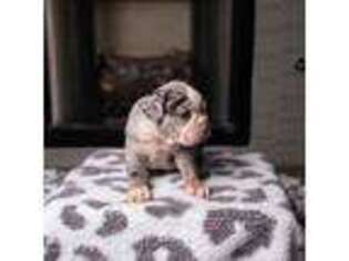 Bulldog Puppy for sale in Noble, OK, USA
