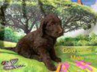 Labradoodle Puppy for sale in Randleman, NC, USA