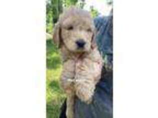 Goldendoodle Puppy for sale in Squires, MO, USA