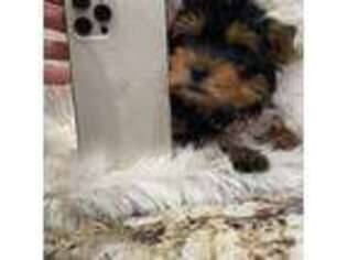 Yorkshire Terrier Puppy for sale in Newport Beach, CA, USA