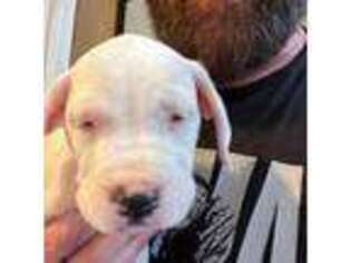 Dogo Argentino Puppy for sale in Roseville, CA, USA