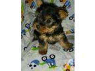 Yorkshire Terrier Puppy for sale in BIRMINGHAM, AL, USA