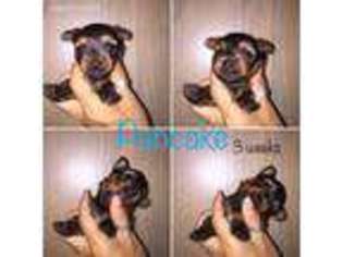 Yorkshire Terrier Puppy for sale in Desert Hot Springs, CA, USA