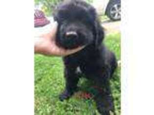 Newfoundland Puppy for sale in Crawfordsville, IN, USA