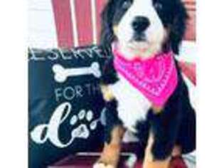 Bernese Mountain Dog Puppy for sale in Jefferson, NC, USA