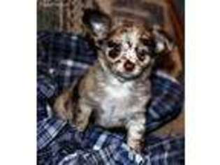 Chihuahua Puppy for sale in Bethel, PA, USA