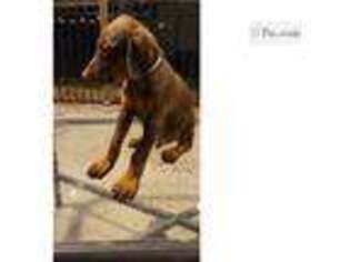 Doberman Pinscher Puppy for sale in Baton Rouge, LA, USA