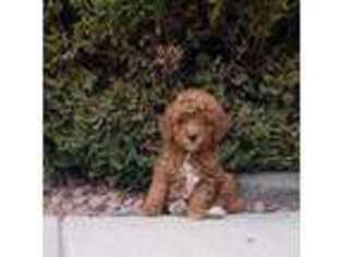 Goldendoodle Puppy for sale in Orlando, FL, USA