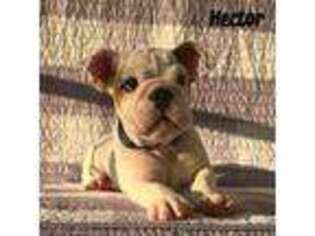 Bulldog Puppy for sale in Corbin, KY, USA