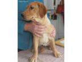 Labrador Retriever Puppy for sale in Stephentown, NY, USA