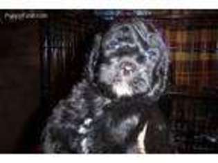 Labradoodle Puppy for sale in Perryville, AR, USA