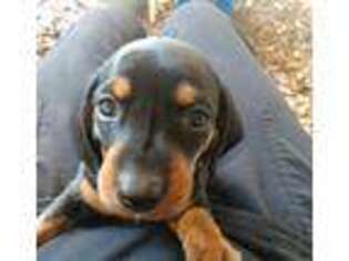 Dachshund Puppy for sale in Bell, FL, USA
