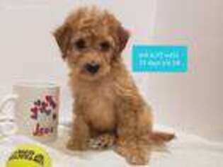 Goldendoodle Puppy for sale in Stuart, NE, USA