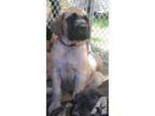 Mastiff Puppy for sale in ATASCADERO, CA, USA