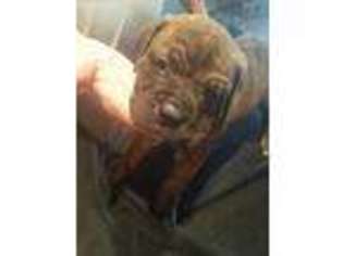 Mastiff Puppy for sale in Bastrop, TX, USA