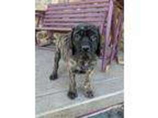 Mastiff Puppy for sale in Montgomery, IN, USA