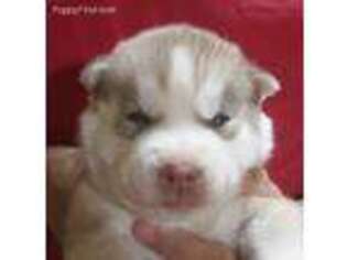 Siberian Husky Puppy for sale in Heppner, OR, USA