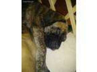 Mastiff Puppy for sale in Orrick, MO, USA