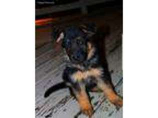 German Shepherd Dog Puppy for sale in Sioux Falls, SD, USA