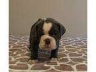 Olde English Bulldogge Puppy for sale in Tuttle, OK, USA