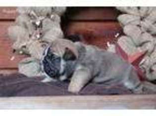 Bulldog Puppy for sale in Sparta, NC, USA