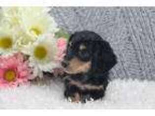 Dachshund Puppy for sale in Mio, MI, USA
