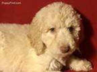 Labradoodle Puppy for sale in Centralia, IL, USA